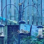 Adjoa Andoh Instagram – 7!!! Goldfinches on the birdfeeder yesterday 😱🤗✨