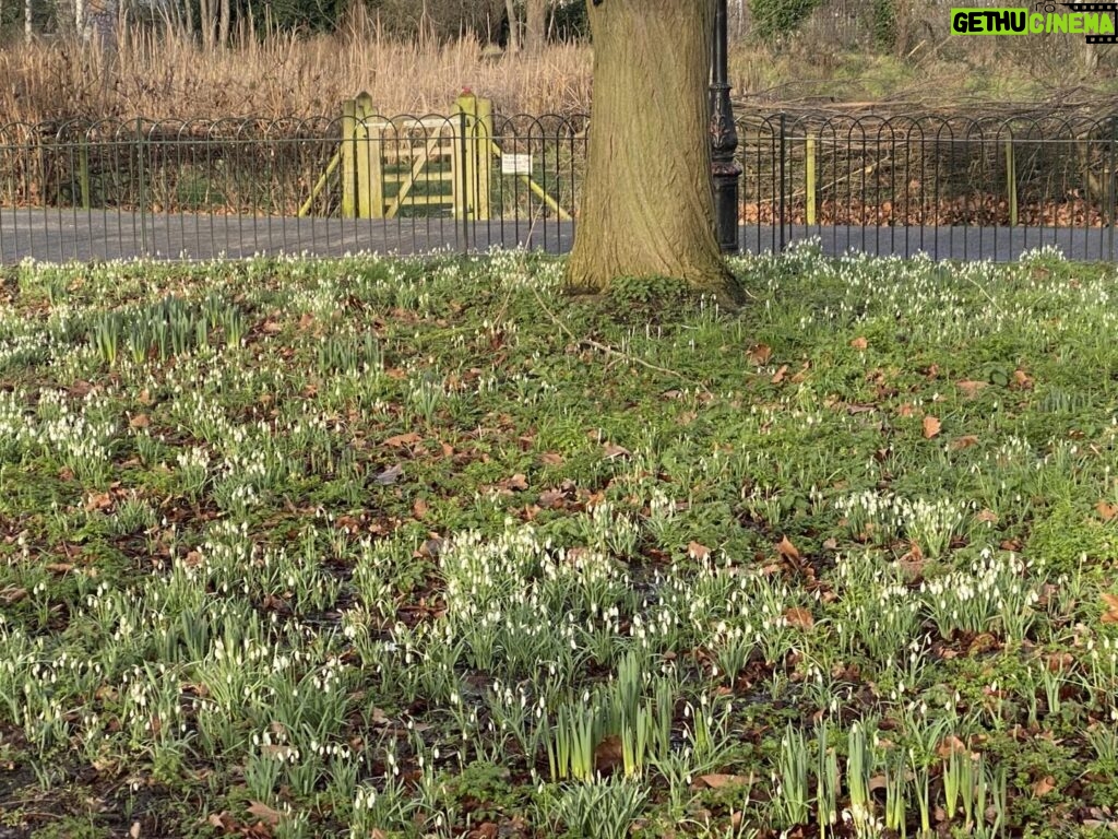 Adjoa Andoh Instagram - Spring is coming to Ruskin Park