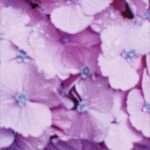 Ado Instagram - ダイナミック紫陽花
