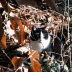 Ado Instagram - Cat