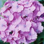 Ado Instagram - ダイナミック紫陽花