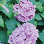 Ado Instagram - ダイナミック紫陽花