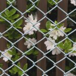 Ado Instagram - Call spring