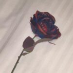 Ado Instagram - 人が多くてね、なかなか思うようには撮れませんでして、、、