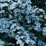 Ado Instagram -
