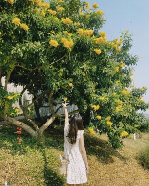 Ahn Ji-young Instagram - 바람 사람 🌼