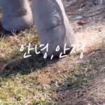 Ahn Ji-young Instagram - 백만년만의 ’안녕, 안졍‘유튭..🎥 이번엔 제가 만들어 봤슴다.. 많관부🍌 안녕, 안졍 in Chiang Mai 🐘🐘 - https://youtu.be/Ev-OUVXln4M?si=IWHntYw00OQeVUIC 프로필에 있어욥😉