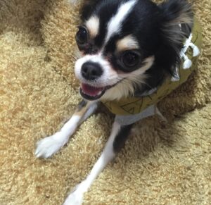 Ahn Sun-Young Instagram - #나의따뜻한강아지 
이노래를 들으니 천국간 우리 대박이🐶가 너무 그립네요... 

늘 혼자서 밤늦도록 일하고 오는 나를 애타게 기다렸을 아이. 
내가 뱃속에 바로를 품고 있을때 늘 24시간 나를 지켜주었던... 
바로가 태어나도 늘 갓난아이 곁을 조심스레 맴돌며 아이를 지켜주던 내사랑🩷

잘지내지 대박아..? 
천국에서 울엄마 안아프게 잘 지켜봐주고, 
19살 나나할미견 가는 날까지 고통없이 아프지않게 살다갈수 있게 수호천사가 되어주렴🩵🩷

#민트클라우드🩵
#나의따뜻한강아지🐶