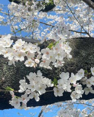 Ai Furihata Instagram - 🌸