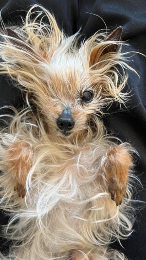 Aimee Teegarden Instagram - I haven’t been able to bring myself to make this post as doing so makes it feel more real. @Mizzgizmo my baby girl and best friend of 17 years crossed the rainbow bridge and died peacefully in my arms. I will never be able to properly articulate what Gizmo means to me and the connection we had. I was hers and she was mine and through it all we always had each other. Gizmo had a fearless sprit no matter what came her way despite her physical stature of 3lbs (on a good day). She was truly magical and her staunch belief that she was just a tiny human in fur gave her the ability to brighten everyone’s day with joy, sass and endless love wherever she went. Gizmo was my lil adventure buddy having visited 30  states, traveling all over Canada and the UK and always happy to be on the go. These last few years have been a struggle with multiple family deaths and a global pandemic but through it all she was there to keep me steady and going. You are my heart and I feel lost without you little bear. Thank you for having me as your mum and I feel so incredibly lucky for all the time and love we shared. Xxx