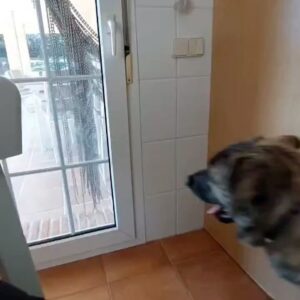 Ainhoa Arteta Instagram - Rescatado con dos meses mi adorado Bosco de una muerte segura y es más listo que el hambre #satisfaccionesdelavida lo podéis seguir en @zimurandthecity mi patrulla canina !!!no ha aburrimiento 😂😂😂😂😂