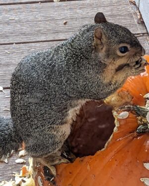 Alanna Ubach Instagram - 🐿️🐿️🐿️