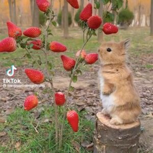 Alanna Ubach Instagram - Happy yucky stressful Monday, my friends! Hoping this random video of a bunny grubbing on fresas brings a smile to your face. 💕❤️🐰🍓🍓
