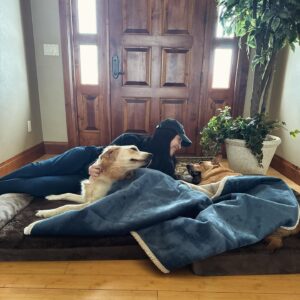 Alaqua Cox Instagram - My dogs are obsessed with their new cozy soft beds and the best part is the covers because it’s removable & washable🙌🏼 So easy! 
Use code ‘ECHO15’ for 15% off the entire order!💚