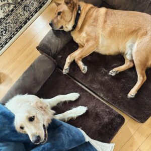 Alaqua Cox Instagram - My dogs are obsessed with their new cozy soft beds and the best part is the covers because it’s removable & washable🙌🏼 So easy! 
Use code ‘ECHO15’ for 15% off the entire order!💚