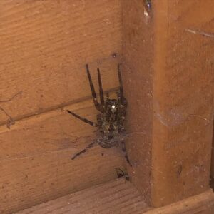 Alex Kingston Instagram - self isolation day 7. We cleaned out the shed and discovered this. What kind of spider is it, thought ? Love Alex xx