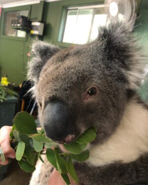 Alex Kingston Instagram - Had the most amazing experience at the Cleland Wildlife park ….. communing with the animals in a gorgeous botanical garden setting .
Thank you Shelley and team for the work you do to keep these unique creatures healthy and safe from harm .