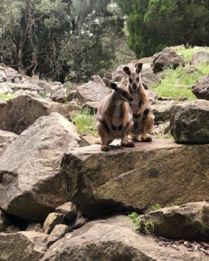 Alex Kingston Instagram - Had the most amazing experience at the Cleland Wildlife park ….. communing with the animals in a gorgeous botanical garden setting .
Thank you Shelley and team for the work you do to keep these unique creatures healthy and safe from harm .