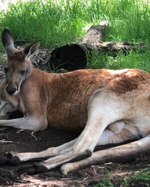 Alex Kingston Instagram - Had the most amazing experience at the Cleland Wildlife park ….. communing with the animals in a gorgeous botanical garden setting .
Thank you Shelley and team for the work you do to keep these unique creatures healthy and safe from harm .