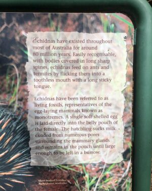 Alex Kingston Instagram - Had the most amazing experience at the Cleland Wildlife park ….. communing with the animals in a gorgeous botanical garden setting .
Thank you Shelley and team for the work you do to keep these unique creatures healthy and safe from harm .
