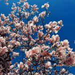 Alexandria DeBerry Instagram - Boston in the spring might be even more magical than the fall 🫶🏼🌸🌤️