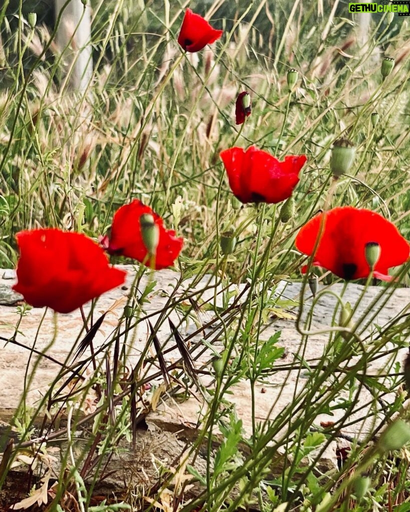 Algı Eke Instagram - Öyle uyum içindelerki …bakıyorum🥀 #natureismyhome