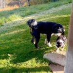 Ali Larter Instagram - Welcome home, Bootsy! One look at those feet and we thought she was already wearing her winter snow boots so… Bootsy it is, Betty Boop to me, and Booty to Vivienne. Hahaha- In a family with all Chiefs and no Braves, it took us a few days to figure out your name. One needed it to be funny, another cute, one wanted it named after candy, and the other for it to be deep. Who do you think won? No joke that puppies take a lot of time and patience, but they truly soften your heart. She is so playful and silly. Our hearts are full, sweet pea. ❤️🐶 ❤️