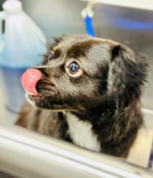 Alice Evans Instagram - Ok so this was not meant to be Emma’s account but I can’t help myself. 😆

Yesterday she got groomed! 

I cannot speak highly enough of @Barkbus. ( check out the account it’s too cute for words) 

Emma barely even flinched! It was like she was enjoying it ( she does NOT enjoy baths or nail trims when we do it!) 

I did feel a bit bad this morning because if you look at the last pic she has that ‘new haircut face’ that we all used to have when we had our haircut and it was a bit fresh and short and we had to go back to school? . She’s lucky it’s raining today though so she can stay home and won’t bump into any of her friends on the street. 🤭But she’s way more comfortable and it will grow back. ( well that’s what we keep telling her anyway) Bless her cottons.