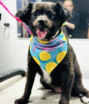 Alice Evans Instagram - Ok so this was not meant to be Emma’s account but I can’t help myself. 😆

Yesterday she got groomed! 

I cannot speak highly enough of @Barkbus. ( check out the account it’s too cute for words) 

Emma barely even flinched! It was like she was enjoying it ( she does NOT enjoy baths or nail trims when we do it!) 

I did feel a bit bad this morning because if you look at the last pic she has that ‘new haircut face’ that we all used to have when we had our haircut and it was a bit fresh and short and we had to go back to school? . She’s lucky it’s raining today though so she can stay home and won’t bump into any of her friends on the street. 🤭But she’s way more comfortable and it will grow back. ( well that’s what we keep telling her anyway) Bless her cottons.