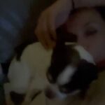 Alice Bendová Instagram - Jmenuji se KAREL ( do teď mi sice říkali Oliver, ale v mojí nové rodině mají Olinu a prý by se nám to pletlo 😅). Ta prdlá Ráchel ( velká Alice) nikomu nic neřekla, vyzvedla mě v @docaskydede a šup se mnou k nim domů. Teď, abych se představil, jsem hrdý čivavák, je mi asi 11 let ( to píšu proto, abyste se nebáli adopce nás starců 😅), mám nemocné srdíčko, ledviny a zuby v katastrofálním stavu, ale kromě toho srdce, to prý s mými novými páníčky a za pomoci kliniky iVET dáme dohromady. Jo a taky mi pořád čumí jazyk z hubičky 🤣. Jsem prý strašně krásnej 🤣🤣🤣. Jsem milující a veselý pejsek, nekoušu ( narozdíl od toho zrzavýho smrada Jendy ), pořád se mazlím. Ale abych se jen nevychvaloval, hned na uvítanou jsem jim doma pochcal co šlo 😅😅😅😅🤣. Váš Karel #rescuedog #chihuahua #rescuechihuahua #adoptujnekupuj #adopcemasmysl #adopcestarehopsa #adoptujstarce #adoptujdedka