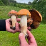 Alice Bendová Instagram - Já vím, že nejsme letos první, ale ta radost je obrovská🙏 @michal_topol #houby #křemeňák #kovář #2024 #mushrooms #houbari #rostou