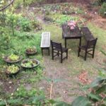 Alice Waters Instagram - Rain blessed rain! My little garden and redwood wood tree need it so much.Everywhere in California we need water! Listening to the rain is bringing peacefulness into my zoom filled day.