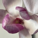 Alice Waters Instagram - Peggy took this photo of an exquisite magnolia blossom. Nature is distracting me with its beauty in the most necessary way right now . It is almost as good and necessary as my acupuncture treatment with her!