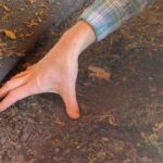 Alice Waters Instagram - Yesterday I visited @apricotlanefarms and had lunch with its owners John & Molly Chester. This is his hand showing us the organic regenerative soil under the citrus trees. A lot of worms means healthy soil= healthy food! Laurie David made an extraordinary film about this farm, @thebiggestlittlefarm, and now she has a book, #imagineitbook, that celebrates all of the things I believe in. An inspiring book to read this earth month!