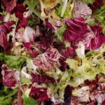 Alice Waters Instagram - Ann Cromley who cooks at Chez sent me this photo of chicory lettuces to be sold at our Chez Marketplace. The diversity is astonishing and the beauty of them lifts my spirits more than I can say.
