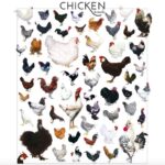 Alice Waters Instagram - I’m so excited about @edibleschoolyard ‘s Thanksgiving partnership with @cooksventure ’s heirloom chickens. For every chicken you buy from them this week they will be donating one to ESYP! I always was so obsessed about organic that I forgot about breed. That is where taste is: the right breed raised in a free range organic regenerative way. Thank you Cooks Venture!