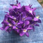 Alice Waters Instagram - My dear friend Patty Curtan knows how much violets mean to me and picked this bouquet from her Berkeley garden. The aroma was intoxicating and Fanny@ fanny singer and I just buried our noses in them . Is that where the word nosegay comes from?