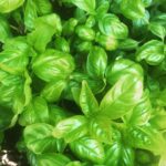 Alice Waters Instagram - Time for pesto!! Getting out my mortar and pestle and using the new crop garlic. Cannot believe it has been a year since I made one. Anticipating this irresistible seasonal moment !