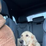 Alicia Moffet Instagram - Ma best a 4 ans aujourd’hui 🥺🎂🎈🎁 Le chien chien le plus spécial, thérapeutique et doux qu’ya pas. On en a traversé des choses ma p’tite madame et moi et j’espère l’avoir à mes cotés pour encore pluuuuuusieurs années 🤍
