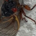 Alicia Witt Instagram - my, what red eyes you have… welcome BROOD XIX!! is this one of the first to be spotted here? right at my back door? good luck, i say… what do you say, @jeffcohenmusic? 😜 #cicada #broodxix2024 #broodxix #cicadas2024 #nashvillecicadas #cicadageddon #cicadas #cicadapocalypse #periodicalcicada