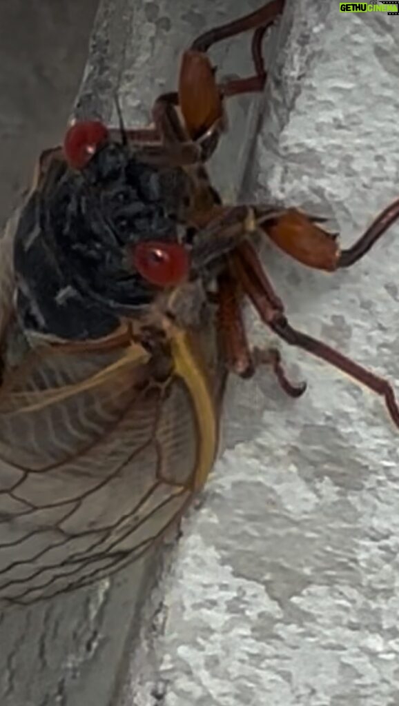 Alicia Witt Instagram - my, what red eyes you have… welcome BROOD XIX!! is this one of the first to be spotted here? right at my back door? good luck, i say… what do you say, @jeffcohenmusic? 😜 #cicada #broodxix2024 #broodxix #cicadas2024 #nashvillecicadas #cicadageddon #cicadas #cicadapocalypse #periodicalcicada