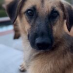 Alicja Bachleda-Curuś Instagram - Welcome to the family Odi (Odesa)💗🐾 Odi has been rescued from a war-stricken Ukraine and now she found a home with us🙏🏻 Thank you @ktoz_krakow @ktoz_schronisko, it would not be possible without your dedication and big heart❤️🙏🏻 #adopt #adoptnotshop @ligapsichmarzen #adopcja