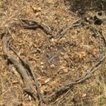 Alie Ward Instagram - Normalize leaving signals in a secret spot in the woods for each other even when you’re broken up and then get engaged there