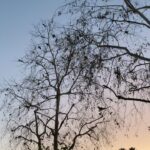 Alie Ward Instagram - On Sunday I made some old friends beloved Ologists meet me in a CVS parking lot to wait for hundreds of screaming feral parrots. Loved every minute.