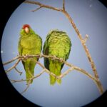 Alie Ward Instagram - On Sunday I made some old friends beloved Ologists meet me in a CVS parking lot to wait for hundreds of screaming feral parrots. Loved every minute.