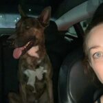 Alie Ward Instagram - *** FINAL UPDATE: We had to turn this guhboi into the North Central shelter on a mandatory stray hold before a rescue could pull him and … 🎉 thankfully the owner came forward to claim him and take him home! Hoping he gets fixed and a microchip, but at least he is reunited! Thanks for all the good vibes and advice, folks. ***UPDATE: No owner found, asked about 12 rescues but no one has room. We were advised by rescues to take to the @northcentralshelter for a 4-day stray hold in case the owner comes looking, although he has some fly bites on his ears and was probably a yard dog. We are hoping someone or some rescue can foster if no owner is found this week. His ID at @northcentralshelter is A2113446. If anyone is interested in this sweet medium sized smart guy, he is good with people, super friendly and smart, and good with dogs. Let’s PLEASE find him a new home. Unfortunately Jarrett is allergic and Gremmie gets stressed with big dogs, so we are really determined to get this stray baby in a good home!*** OOPS I FOUND ANOTHER DOG. Highland Park on York at 51st. Running into the street, but a total sweetheart and clearly someone’s pet. No microchip, no collar and not neutered. Posted on NextDoor but if you can share, it’s appreciated! Also anyone at an LA dog rescue do emergency foster for big sweeties? I don’t know how Gremmie will handle him tonight and I hella don’t want to take him to a shelter, which are closed anyway. Okay wish us luck. For now I’m calling him Kikipoopoo so we def need to find his owner asap.
