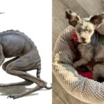 Alie Ward Instagram - I am slowly accepting the fact that we adopted the chupacabra. (It’s Spooktober over @ologies and we just released a #Teratology episode about monsters. Covers everything from queer coding in Frankenstein to cryptids.) Okay, off to buy goat’s blood for my daughter