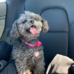 Alie Ward Instagram - Our small muffin baby trying her 1st pup cup -> immediately after