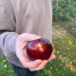Alie Ward Instagram - Well well well, no sooner do we cover #Pomology 🍎 for @ologies then I get my rear end to a REAL ORCHARD to gander at apples with the Sleeper Crew. It was a real Falliday weekend with frickin pumpkins, skellies, apple crumbles, homemade pastas, fireside work sessions, and @jarrett_sleeper Monster Mashing all over the yard. Thank you sis/wedding gown designer @samantha.sleeper @chrisberrydrums @jayscards and my favorite jewelery-maker @palm__sunday for the coziest vibes. Hot damn, I loved it.