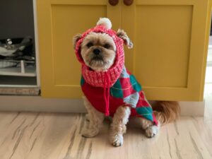 Alison Pill Instagram - Seven years ago, this person came home with me from @santedorrescue .  @thejoshualeonard accepted that this ‘foster’ was definitely more than that, and now #henrychirpa is the soulful protector of the family.  He loves treats and mud.  Chasing chipmunks.  His boyfriend Finn.  Less enthused about the costumes his almost-5 year-old protectee bestows on him. But he’s patient and kind and a great friend.  Happy adoptaversary Henry Chirpa!!!